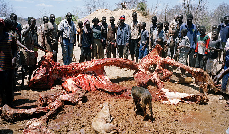 Elefante muerto en Zimbabue 5. En sólo dos horas dejan al descubierto el esqueleto del enorme animal. (Foto: Cortesía de David Chancellor)