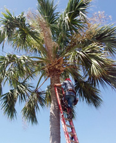 Coconut Safety Engineer (Ingeniero de Seguridad de cocos) Los ingenieros de seguridad se aseguran que los cocos no causen molestias a los clientes del hotel (Foto: Cortesía St.Thomas)