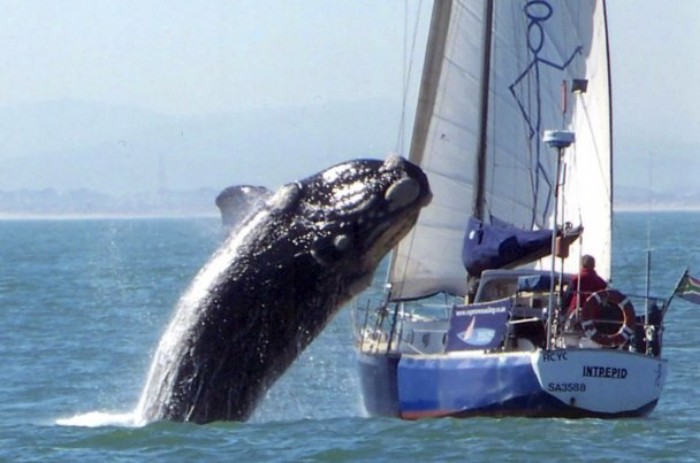 La ballena saltó sobre el velero La ballena salta sobre el velero (Foto: particular)