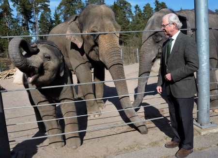 La ecología es algo que Carlos Gustavo de Suecia tiene muy en cuenta. En la foto con los elefantes que le regaló el rey de Tailandia y que tiene en Kolmården. (Foto: Kungahuset.se)