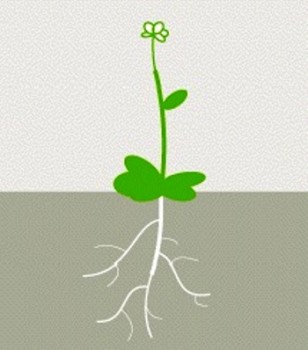 La planta sólo genera colorantes rojos cuando sus raíces entran en contacto con las fugas de material explosivo. Si no hay explosivos, sus hojas y tallo se mantienen verdes. (Foto: Ilustración)