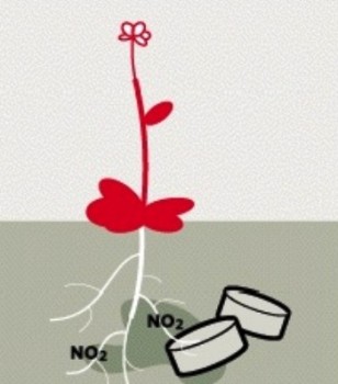 Una mina siempre emite NO2 (Dióxido de Nitrógeno). Los genes de la planta reaccionan ante la presencia de una molécula de TNT. (Foto: Ilustración)