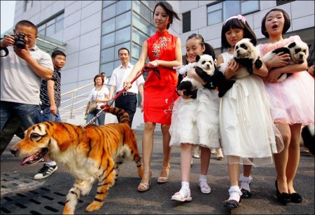 Tener un perro-tigre o bien un perro-panda se ha convertido en la última moda en China. (Foto China Foto Press) - PULSAR PARA AMPLIAR -