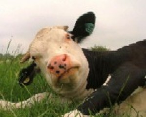 Las vacas danesas tendrán que pagar impuestos por sus pedos (Foto: ilustración)
