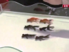 El domador de peces El domador de peces