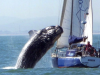El vídeo de la ballena y el velero