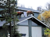 Vacas en el tejado