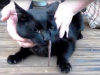 Gato con una culebra dentro de la nariz Gato con una culebra dentro de la nariz