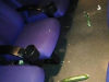 Pepinos españoles en un cine noruego Pepinos españoles en un cine noruego