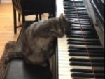 La gata que toca el piano