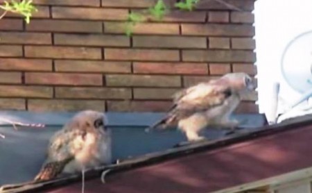 Uno de los búhos se va tras echarle la cagada al otro que le mira sorprendido. (Foto: Captura del vídeo)