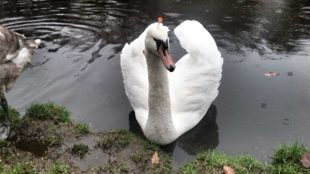 El cisne de Brønderslev con un dardo clavado en la cabeza y otro en el cuello. (Foto: Policía ) - PULSAR PARA AMPLIAR -