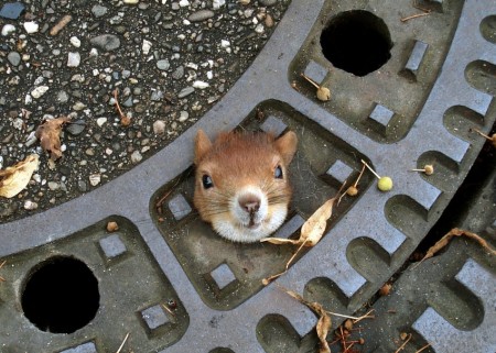 Una ardilla quedó atrapada en el agujero de una alcantarilla en la ciudad alemana de Hannover. (Foto: Cortesía Policía Hannover) -