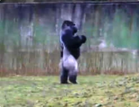 Se llama Ambam y camina de pie como un humano en el zoológico británico Port Lympne. (Foto: captura de Youtube)