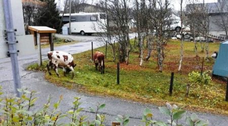 Por el mismo sitio que las vacas lograron subir al tejado, también lograron bajar sin ayuda de nadie. Foto: Cortesía R. Lauritzen